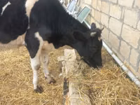 Býk, Russian Black pied cattle — foto 4