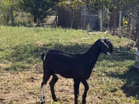 Эчки теке, Нубий эчкиси же англо-нубийская — сүрөт 5