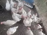 Leghorn — 4-rasm