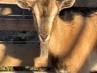 பெண் வெள்ளாடு, West African dwarf goats — புகைப்படம் 1