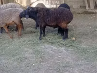ვერძი, Rhon sheep — ფოტო 2