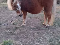 Madyan, Shetland Pony — foto 1
