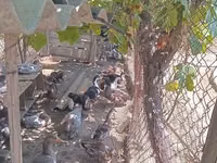 Domestic Muscovy — photo 2