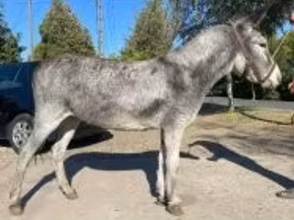 Mare, Horses