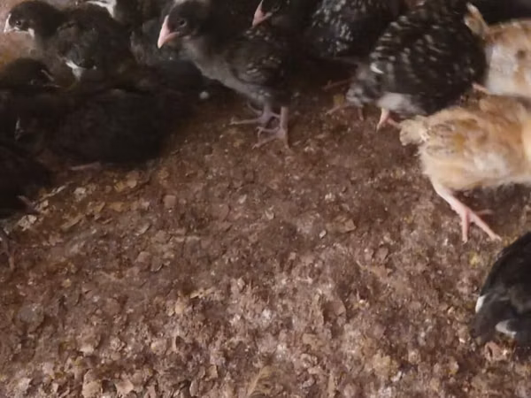 Chickens