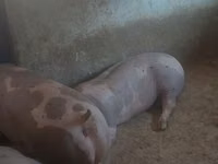 母猪, Pigs — 照片 5