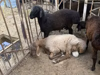 ஆண் ஆடு, ஆடுகள் — புகைப்படம் 1