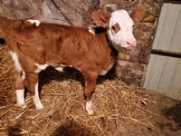 Bovinos (lote, sexo não especificado), Simmental cattle — foto 5