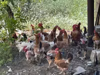 Chickens — foto 3
