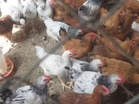 Chickens — Foto 2