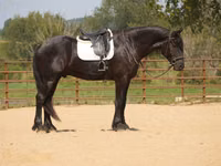 Caballo, Friesian — foto 1