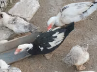 Ducks — foto 1