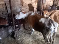 Krava, Simmental cattle — foto 5