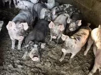 Sow, Pigs — photo 1