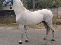 At, Lipizzaner — foto 2