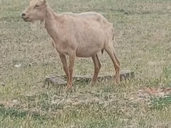 თხა, Alpine goat