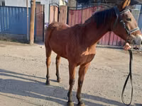 Kůň, Kazakh horse — foto 5