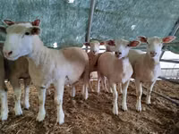 Qoyun, Ile-de-France sheep — foto 4