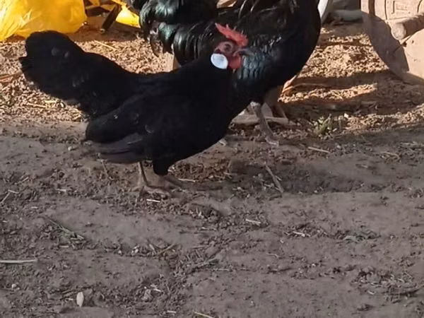 Bantam