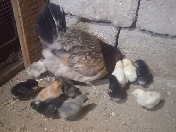 Chickens