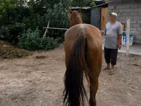 Klisna, Canadian horse breed — foto 3
