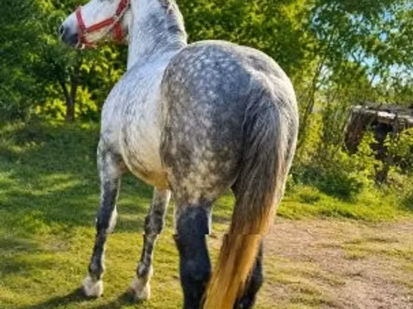 Cheval, Chevaux