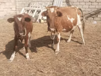 ძროხა, Simmental cattle — ფოტო 4
