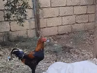 Chickens — foto 3