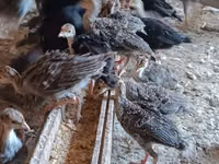 Geese — foto 4