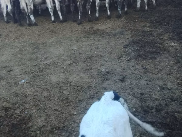 ხარი, Russian Black pied cattle
