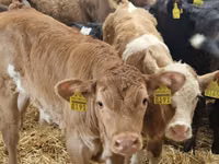 牛（ロット、性別未指定）, Simmental cattle — 写真 4