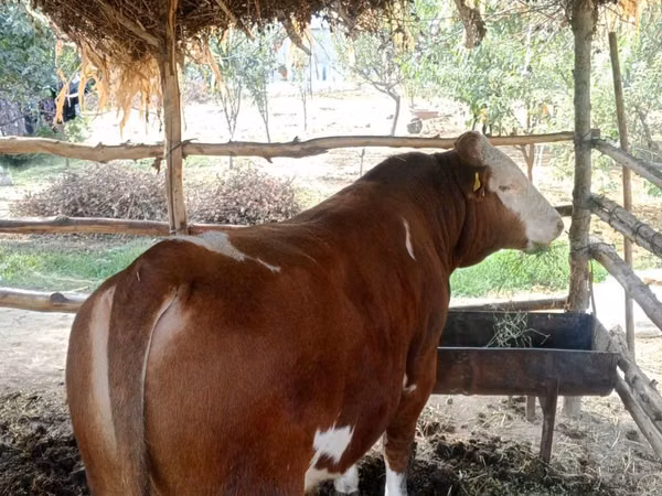 Бұқа, Simmental cattle