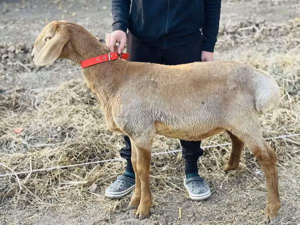 ცხვარი, Arashan sheep