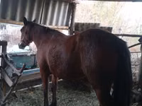 Jument, Chevaux — photo 4