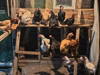 Chickens — الصورة 1