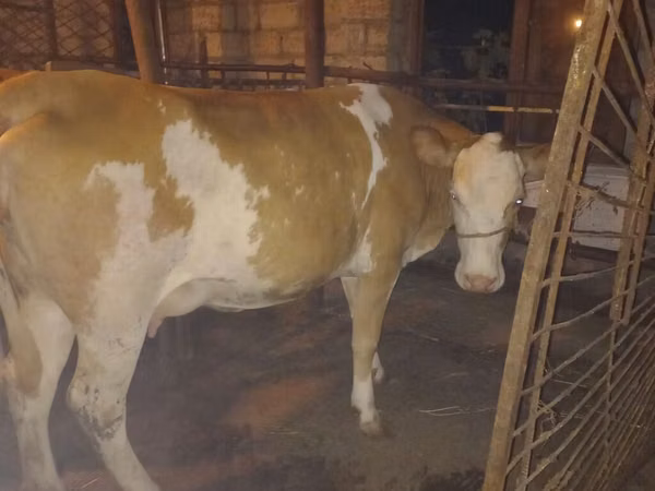 Vache, Simmental cattle