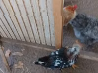 Chickens — الصورة 4