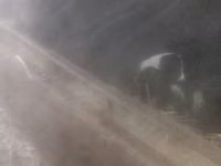 Ovelhas (lote, sexo não especificado), Ovelhas — foto 1