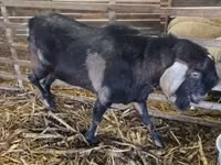 ஆண் வெள்ளாடு, Nubian Goat — புகைப்படம் 1