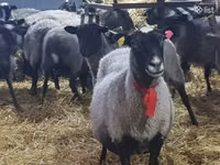 Brebis, Romanov sheep — photo 5