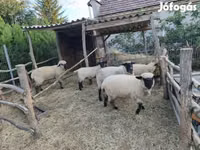 Koyun, German Blackheaded Mutton sheep — foto 1