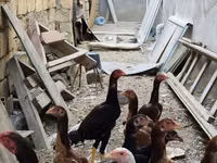Chickens — foto 2