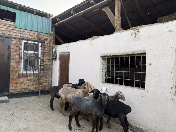 Schaf, Rhon sheep