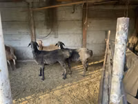 Oveja, Ovejas — foto 2