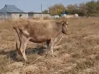 母牛, Latvian Blue cattle — 照片 1