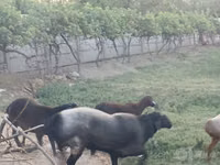 Koç, Edilbay sheep — foto 6