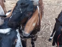 თხა, Nubian Goat — ფოტო 4