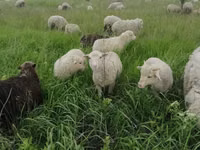 Beran, Merino sheep — foto 3