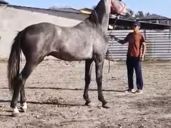 حصان, Horse breed