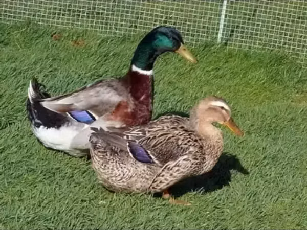 Ducks